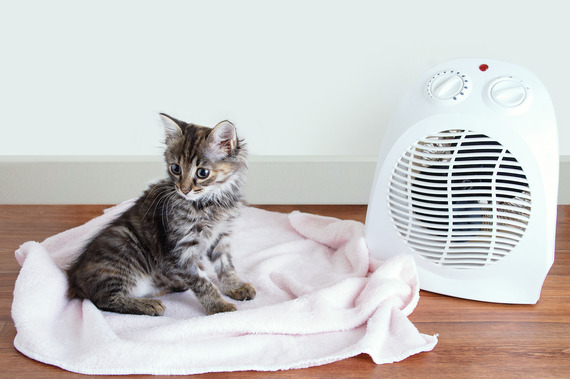 cat with a fan