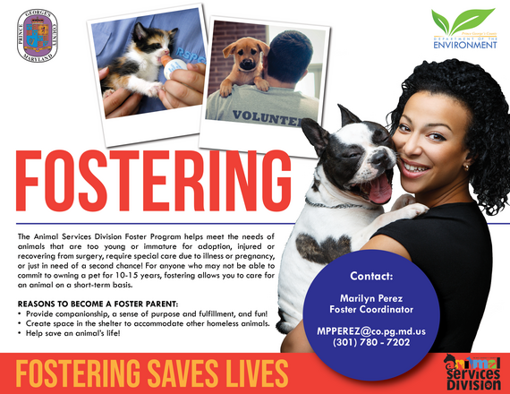 Fostering flyer