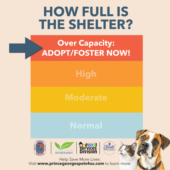 How full is the shelter 25