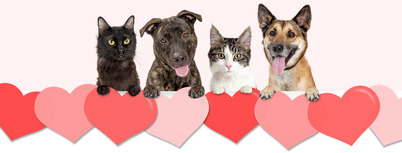 dogs and cats valentines