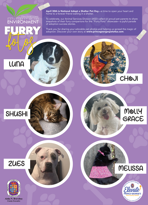 Furry Foto Poster 2026