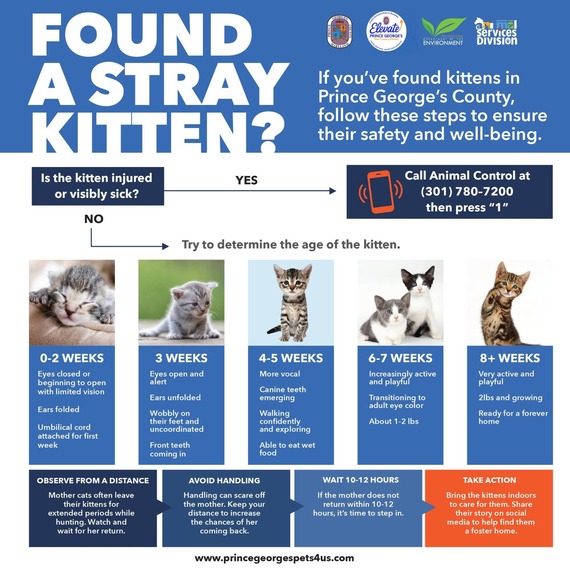 updated stray kitten