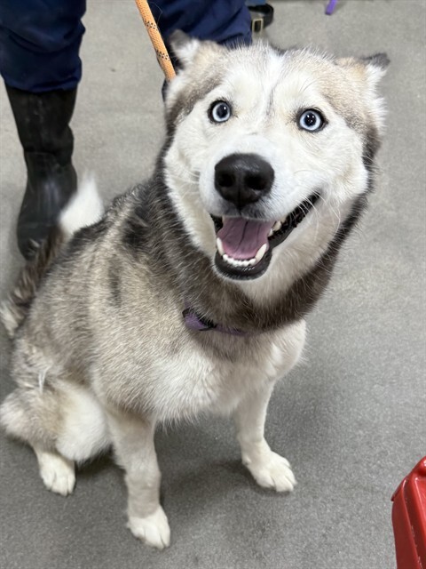 Bella