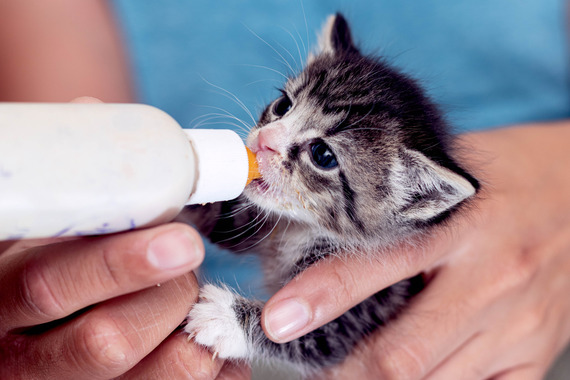 Bottle kitten