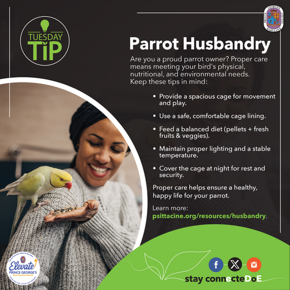 Tuesday Tip Parrot