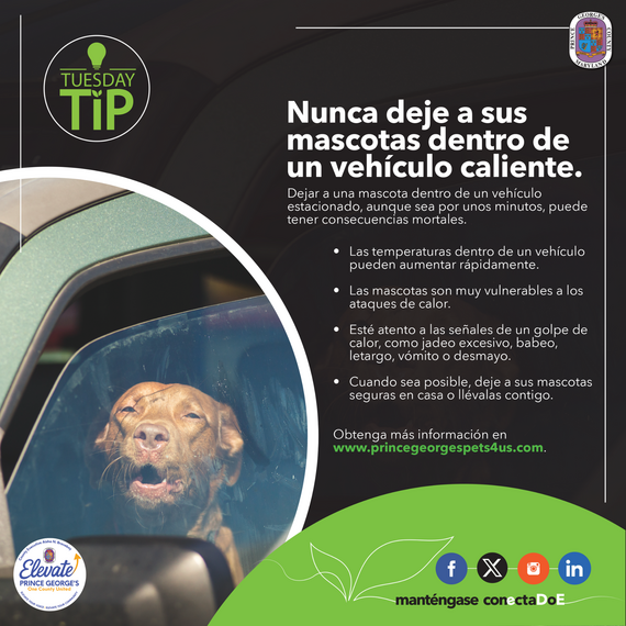 TT Pets in hot cars