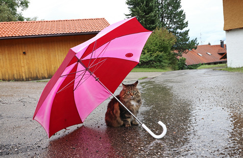 cat with umbrella