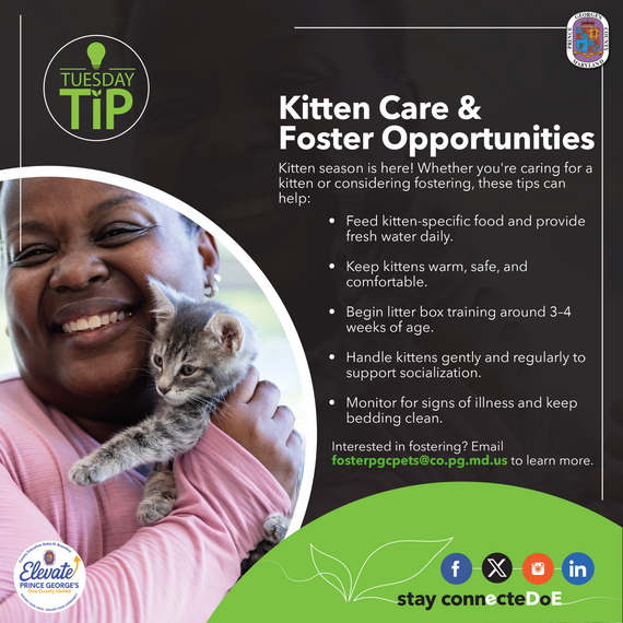 TT kittens sp