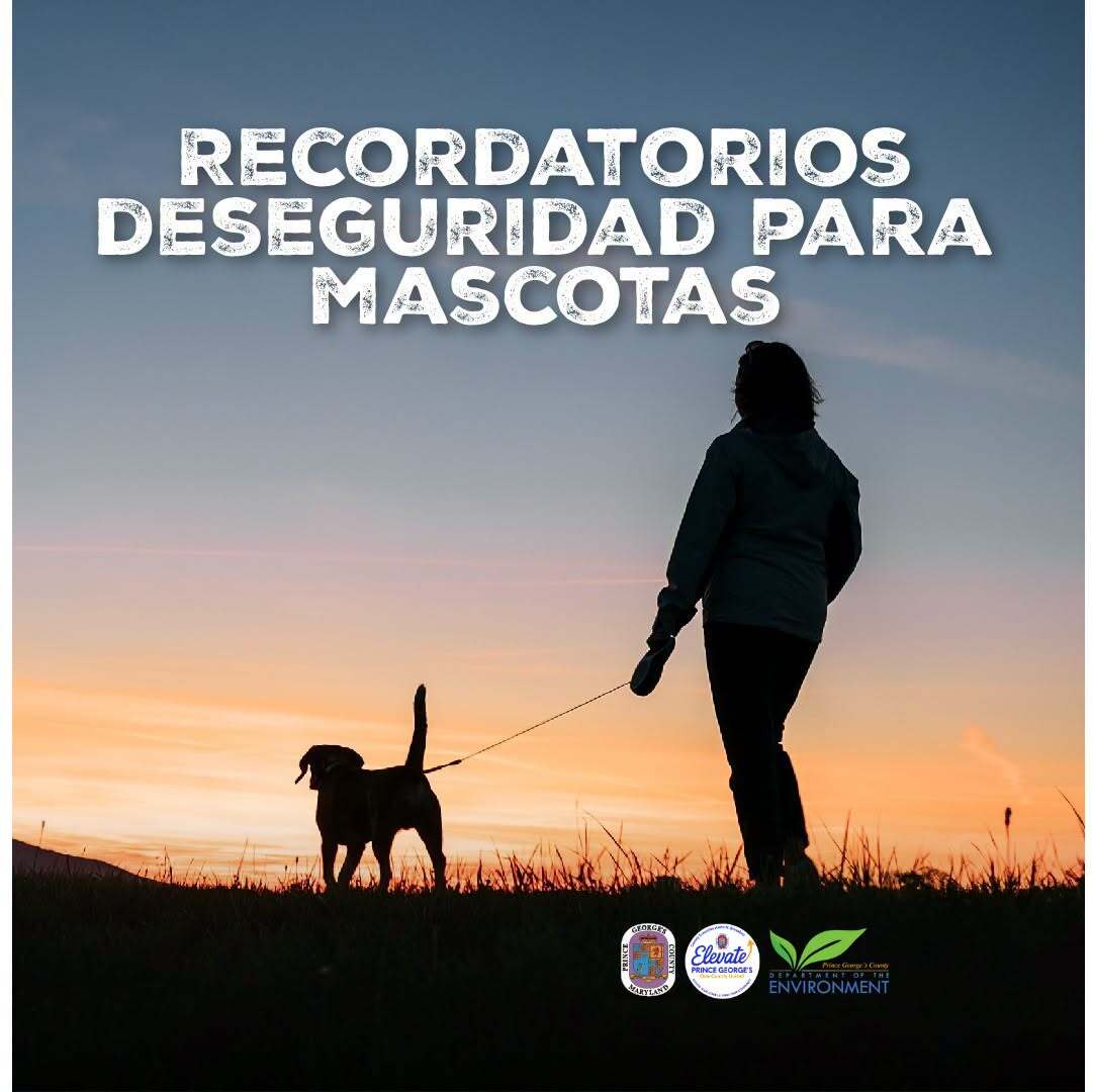 Keep pets safe in summer