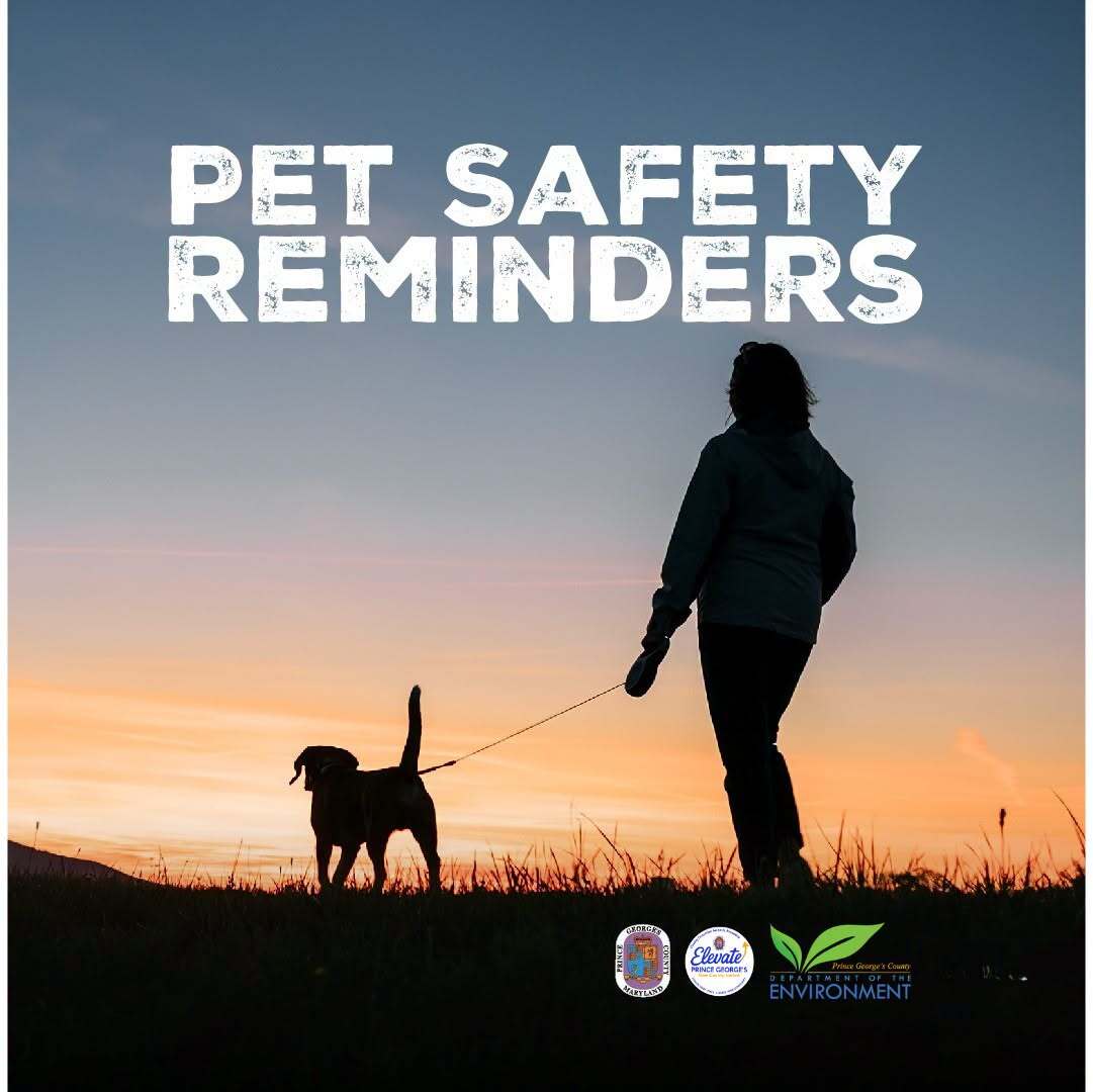 keep pets safe in summer