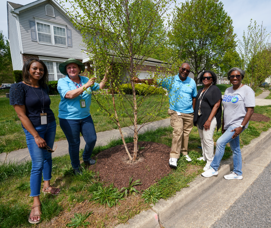 Urban Tree Program