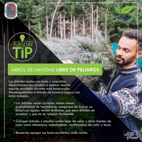 Christmas Trees - Lat