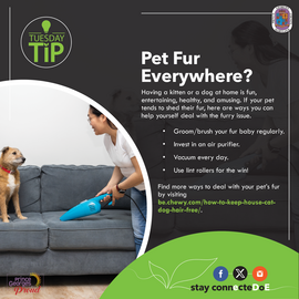 Tuesday Tip: Pet Fur Everywhere [ENG]