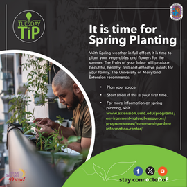 Spring Planting