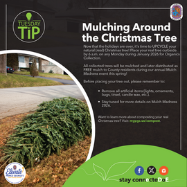 Mulching Around the Christmas Tree