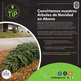 Mulching Around the Christmas Tree