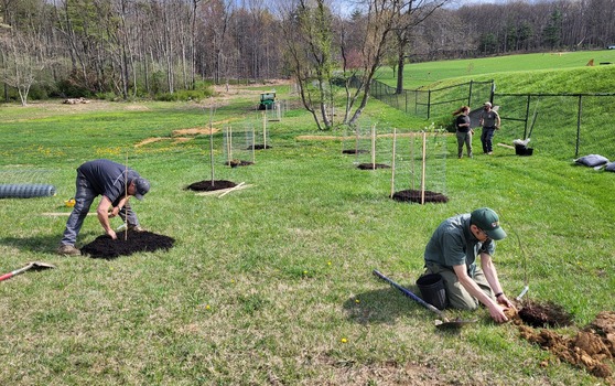 Tree Planting