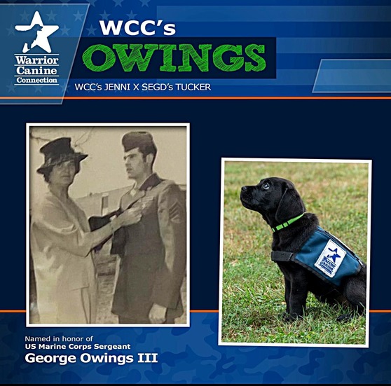 Warrior Canine Connection "Owings"