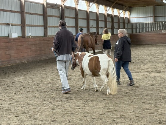 Chesapeake Therapeutic Riding, Inc. photo