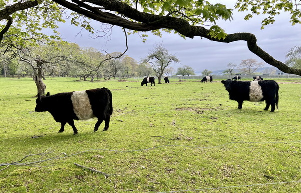 cows