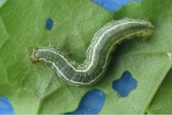 winter moth