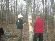 Girdling a trap tree.  Blue Hill Heritage Trust photo