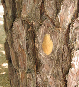 Gypsy Moth Egg Mass on Red Pine
