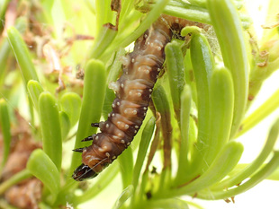 Larval Budworm