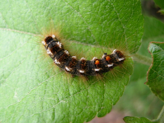 Browntail Moth Caterpillar