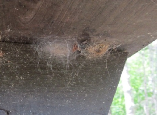 Close up of two cocoons inside webbing – they look similar to spider egg sacs