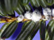 Hemlock woolly adelgid (Photo USFS)