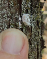 Balsam woolly adelgid and debris covered lace-wing nymph. MFS Photo