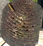 Dogwood sawfly larvae in deck post (Courtesy David Fuller, UMaine Cooperative Extension)