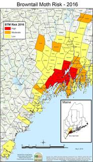 Browntail Moth Risk Map Maine -- 2016