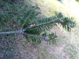 Balsam woolly adelgid gout phase. (Photo: Maine Forest Service)