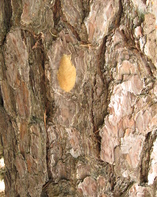 Gypsy moth egg mass (Photo: Maine Forest Service).