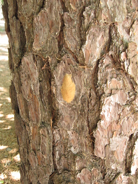 Gypsy moth egg mass (Photo: Maine Forest Service).