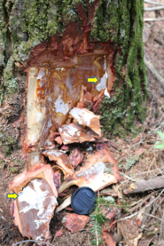 A sign of Armillaria root disease: white fans of fungal tissue (mycelial fans) growing under the bark and parasitizing the tree (Photo: Maine Forest S