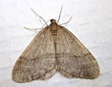 wintermoth