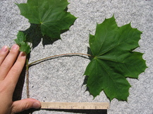 Norway Maple leaf and stem