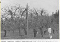 browntail historical photo