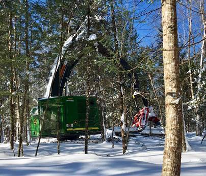Feller buncher at work
