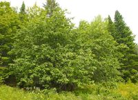 restoring old apple trees