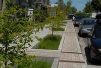 stormwater and trees