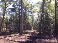 bristol woodlot opening