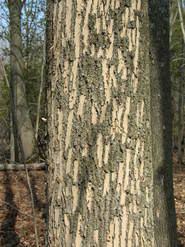 Evidence of woodpecker feeding on ash (MFS)