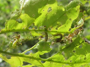 Winter moth larva (MFS)