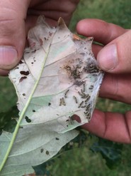 Immature browntail moth larvae in webbing on the underside of a leaf.  Image: Maine Forest Service.