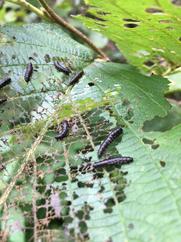 Alder flea beetle larvae.  Kathy Foley.