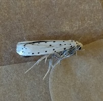 probable ermine moth. MFS